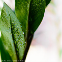 Buy canvas prints of Macro detail of a few refreshing drops of water on the green leaves of a houseplant. by Joaquin Corbalan