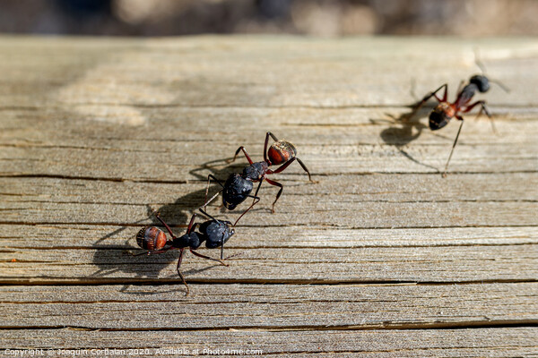 Macro of several queen ants looking for a mate to make a nest. Picture Board by Joaquin Corbalan