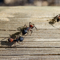 Buy canvas prints of Macro of several queen ants looking for a mate to make a nest. by Joaquin Corbalan