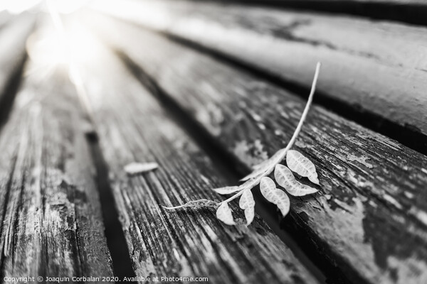 Black and white image of a fallen leaf on the boards of a park bench, with a background with blurred vanishing lines. Picture Board by Joaquin Corbalan