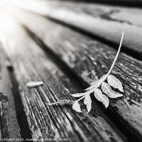Buy canvas prints of Black and white image of a fallen leaf on the boards of a park bench, with a background with blurred vanishing lines. by Joaquin Corbalan