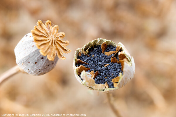 Macro detail of the poppy seeds inside the plant without collecting yet. Picture Board by Joaquin Corbalan