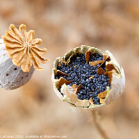 Buy canvas prints of Macro detail of the poppy seeds inside the plant without collecting yet. by Joaquin Corbalan