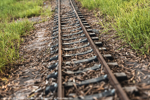 Old miniature train tracks at sunset. Picture Board by Joaquin Corbalan