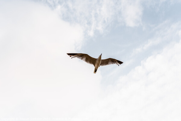 Seagull flying viewed from below with outstretched wings on a cloudy day. Picture Board by Joaquin Corbalan