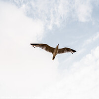 Buy canvas prints of Seagull flying viewed from below with outstretched wings on a cloudy day. by Joaquin Corbalan