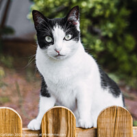 Buy canvas prints of A cat looks directly into the camera by Joaquin Corbalan