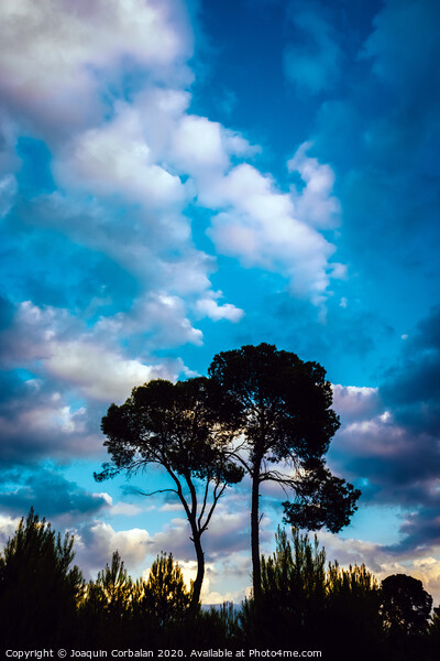 Silhouette of two lonely trees at sunset against the background of a warm blue cloudy sky. Picture Board by Joaquin Corbalan