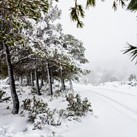 Buy canvas prints of Snowy road difficult to reach with snow piled up in the trees. by Joaquin Corbalan