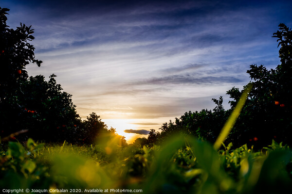 Nice sunset seen from the ground and surrounded by fruit trees, and an intense blue sky. Picture Board by Joaquin Corbalan