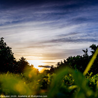 Buy canvas prints of Nice sunset seen from the ground and surrounded by fruit trees, and an intense blue sky. by Joaquin Corbalan