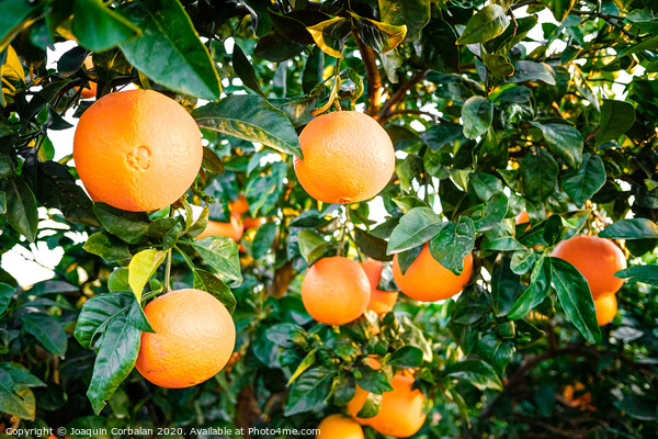 Young orange trees in an orchard full of ripe fruit in an agriculture business. Picture Board by Joaquin Corbalan