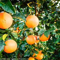 Buy canvas prints of Young orange trees in an orchard full of ripe fruit in an agriculture business. by Joaquin Corbalan
