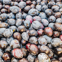 Buy canvas prints of Detail of a pile of black olives collected to squeeze their oil. by Joaquin Corbalan