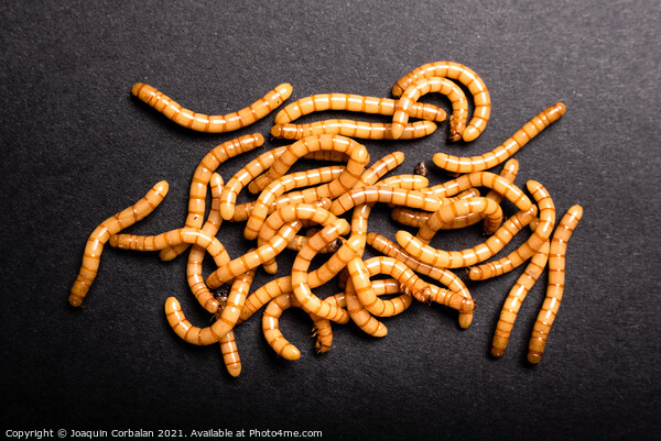 Group of golden mealworms viewed from above moving on a dark bac Picture Board by Joaquin Corbalan