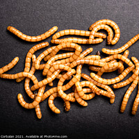 Buy canvas prints of Group of golden mealworms viewed from above moving on a dark bac by Joaquin Corbalan