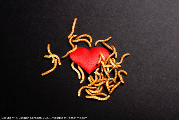 Heart broken background for valentine, rotten by worms metaphor. Picture Board by Joaquin Corbalan
