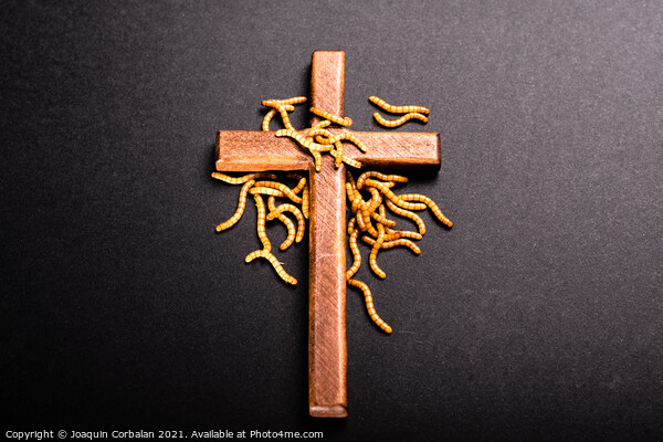 Christian wooden cross attacked by worms that rot the roots of C Picture Board by Joaquin Corbalan