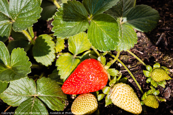 Strawberries grown in a pot in an urban garden, half ripe. Picture Board by Joaquin Corbalan