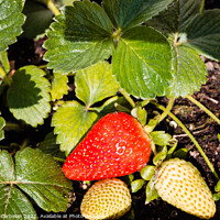 Buy canvas prints of Strawberries grown in a pot in an urban garden, half ripe. by Joaquin Corbalan