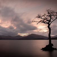 Buy canvas prints of Milarrochy Bay Tree by Ross Sutherland