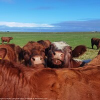 Buy canvas prints of Young cows looking on by Myles Campbell
