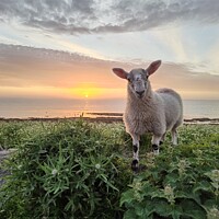 Buy canvas prints of Violet the lamb at Sunset  by Myles Campbell