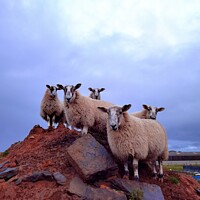 Buy canvas prints of Lambs on the rocks  by Myles Campbell