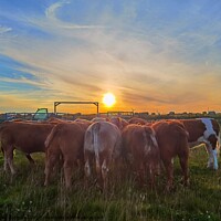 Buy canvas prints of Feeding the heifer cows  by Myles Campbell