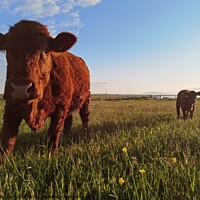 Buy canvas prints of Cow and calf and the lush grass by Myles Campbell