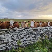 Buy canvas prints of Young cows peeking over stone wall  by Myles Campbell
