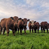 Buy canvas prints of Cows onlooking by Myles Campbell