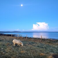 Buy canvas prints of Dottie the lamb grazing under the morning moon  by Myles Campbell