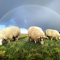 Buy canvas prints of Rainbow over lambs  by Myles Campbell