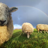 Buy canvas prints of Violet the lamb onlooking under rainbow by Myles Campbell
