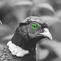 Buy canvas prints of Green Eyed Pheasant by Morgan Williams
