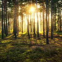 Buy canvas prints of Sun beams shines in pine forest by eyecon 