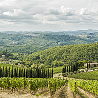 Buy canvas prints of Vineyards landscapes in the morning in Albola. by eyecon 