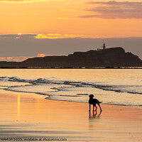 Buy canvas prints of Sunset over Fidra Island North Berwick by Richard Newton