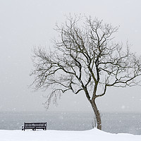 Buy canvas prints of Winter tree by Richard Newton