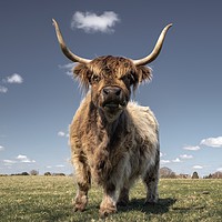 Buy canvas prints of Scottish highland cow by Ionut Draghiciu