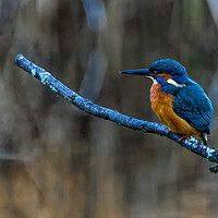 Buy canvas prints of Kingfisher on a branch by Amanda Everitt