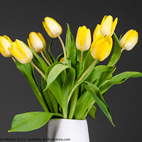 Buy canvas prints of Still life of yellow tulips in a white vase by Mike C.S.