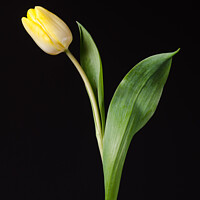 Buy canvas prints of Yellow tulip flower by Mike C.S.