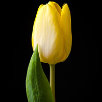 Buy canvas prints of Yellow tulip flower by Mike C.S.
