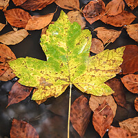 Buy canvas prints of Maple Leaf by Mike C.S.