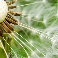 Buy canvas prints of Dandelion by Mike C.S.