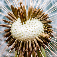 Buy canvas prints of Dandelion Flower by Mike C.S.