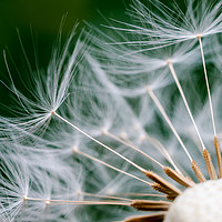 Buy canvas prints of Dandelion Flower by Mike C.S.