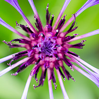 Buy canvas prints of Purple Beauty by Mike C.S.